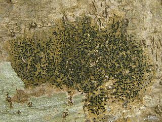 <i>Zwackhia</i> Genus of lichens