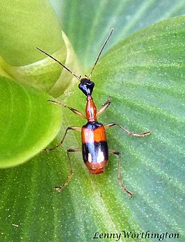 Ophionea nigrofasciata