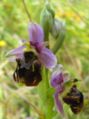 Ophrys holosericea