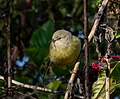 Thumbnail for File:Orange-crowned warbler in GWC (33715).jpg