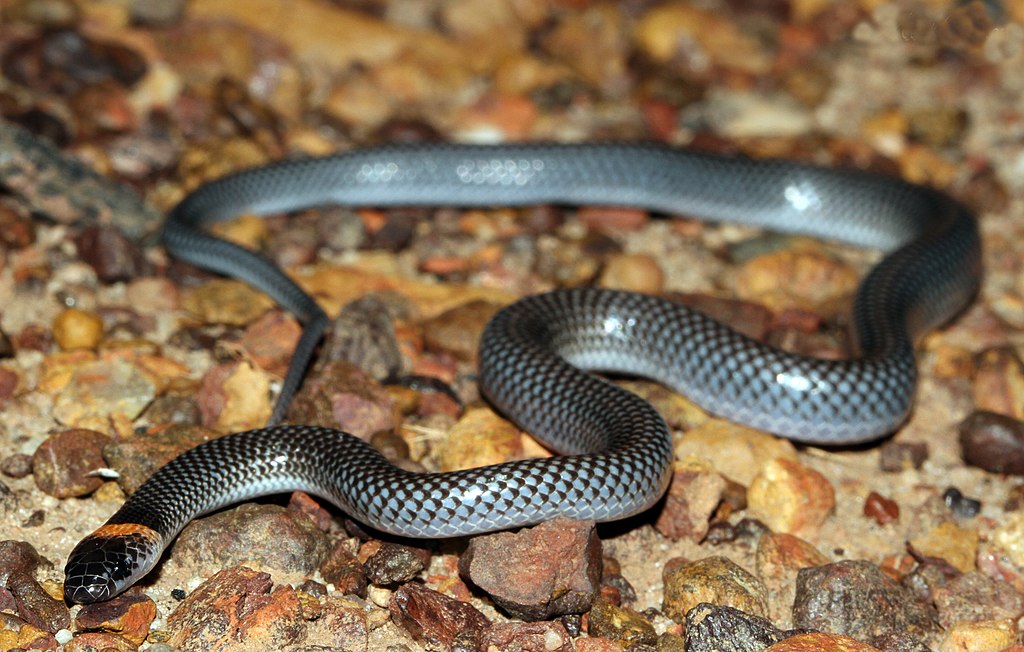 Orange-naped Snake (Furina ornata) (8691220583)