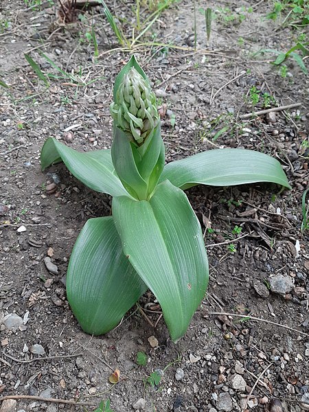 File:Orchis géant ou à longues bractées 1.jpg