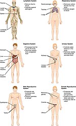 Miniatura para Anatomía humana