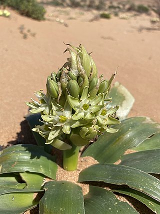 <i>Ornithogalum xanthochlorum</i> Species of plant endemic to the Cape Provinces