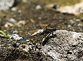   Young male Epaulet Skimmer (Orthetrum chrysostigma)
