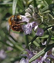 Osmia cornuta pecoreando en el romero