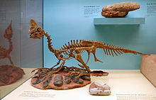 An unnamed Oviraptor and its nest in Senckenberg Museum Oviraptor Senckenberg.jpg