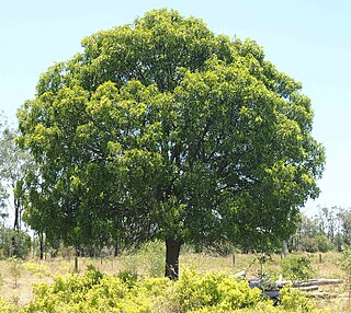 <i>Owenia</i> (plant) genus of plants, mainly trees in the mahogany family Meliaceae