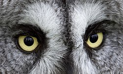 Owl Eyes 2 (4572252391).jpg