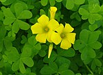 Oxalis pes-caprae