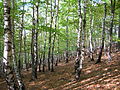 Detaliu din Pădurea de argint Dobreni, comuna Dobreni, judeţul Neamţ