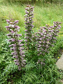 P1000255 Acanthus spinosus (jezdecké trny) (Acanthaceae) Plant.JPG