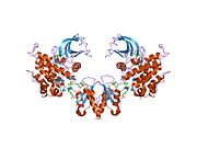 1rqq​: Kristalna struktura insulinske receptorske kinaze u kompleksu sa SH2 domenom APS