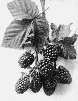 PSM V66 D208 Artificially produced fixed rubus primus.png