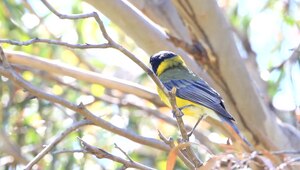 Soubor: Volání Pachycephala pectoralis - Meehan Range.ogv