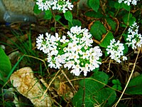 Pachyphragma