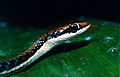 Maalattu bronzeback (Dendrelaphis pictus) (13949554048) .jpg