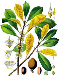Palaquium gutta - Köhler–s Medizinal-Pflanzen-099.jpg