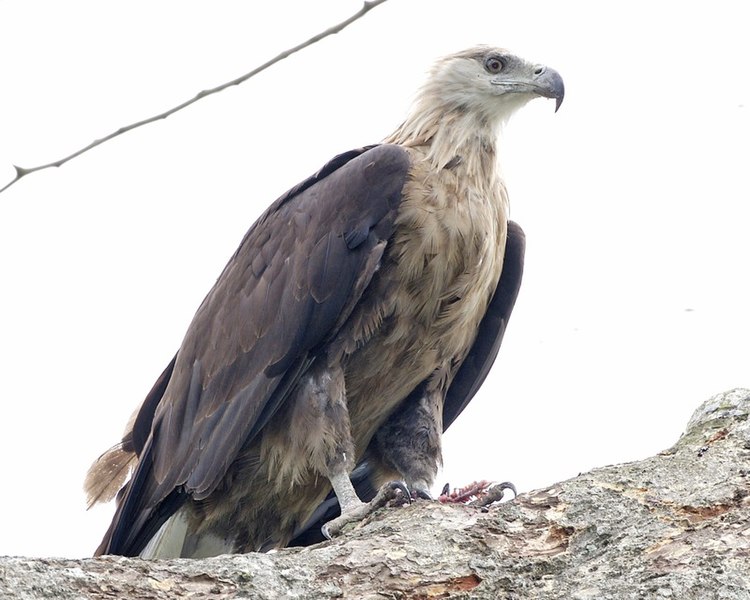 File:Pallas's Fish Eagle ( Haliaeetus leucoryphus) - Flickr - Lip Kee (2).jpg