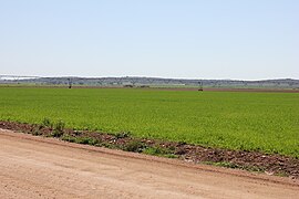 Plodiny Dehesa de Los Llanos