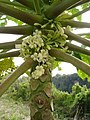Réunion island, male flowers