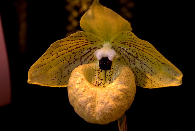 Tập tin:Paphiopedilum malipoense at the Pacific Orchid Exposition 2010 1.jpg