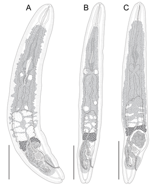 <span class="mw-page-title-main">Aporocotylidae</span> Family of flukes