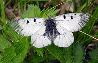 Clouded Apollo Species of butterfly