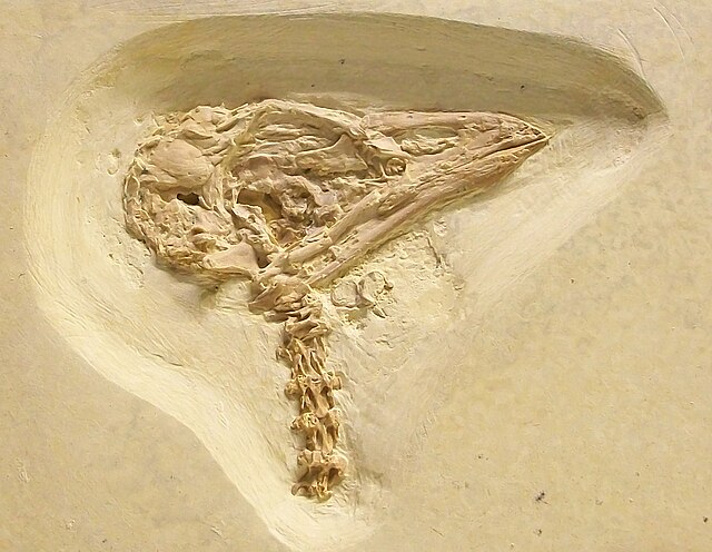 Fossil skull of a presumed parrot relative from the Eocene Green River Formation in Wyoming