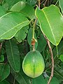 feuilles et fruit