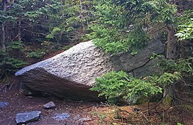 Baji berbentuk boulder mengintip dari balik pohon cemara, dengan area kecil diterangi oleh matahari. Di balik itu lebih padat pepohonan.