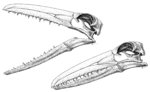 Vorschaubild für Pelagornis sandersi