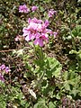 Pelargonium capitatum