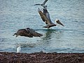 Pelikane im Landeanflug