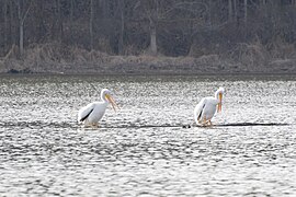 American White Pelicans at Eagle Creek Park, Indianapolis