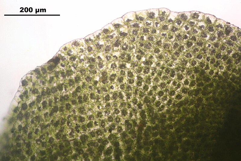 File:Pellia endiviifolia (h, 144738-474750) 2732.JPG