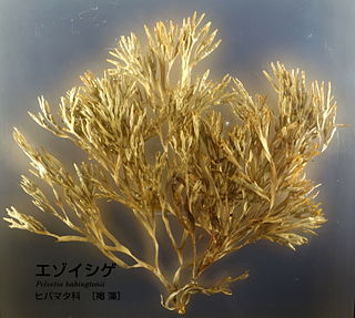 <i>Silvetia</i>