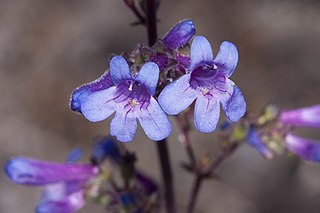 <i>Penstemon humilis</i> Species of flowering plant