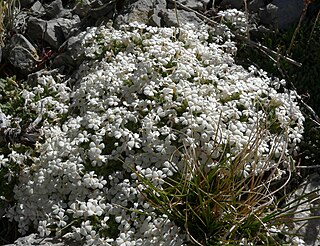 <i>Phlox condensata</i> Species of flowering plant