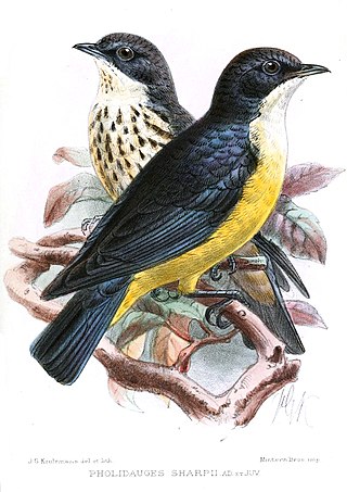 <span class="mw-page-title-main">Sharpe's starling</span> Species of bird