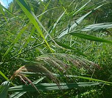 A reedbed in summer Phragmites australis1.jpg