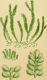 <i>Caulerpa sedoides</i> species of algae