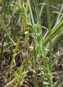 Phyllanthus polygonoides.jpg