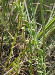 <i>Phyllanthus polygonoides</i> species of plant