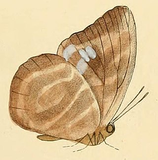 <i>Phytala</i> Monotypic butterfly genus in family Lycaenidae