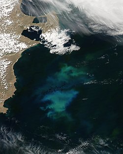 Diatom bloom in the South Atlantic Ocean, off the coast of Argentina Phytoplankton bloom off Argentina - November 9, 2013.jpg