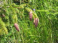 Picea abies young cones