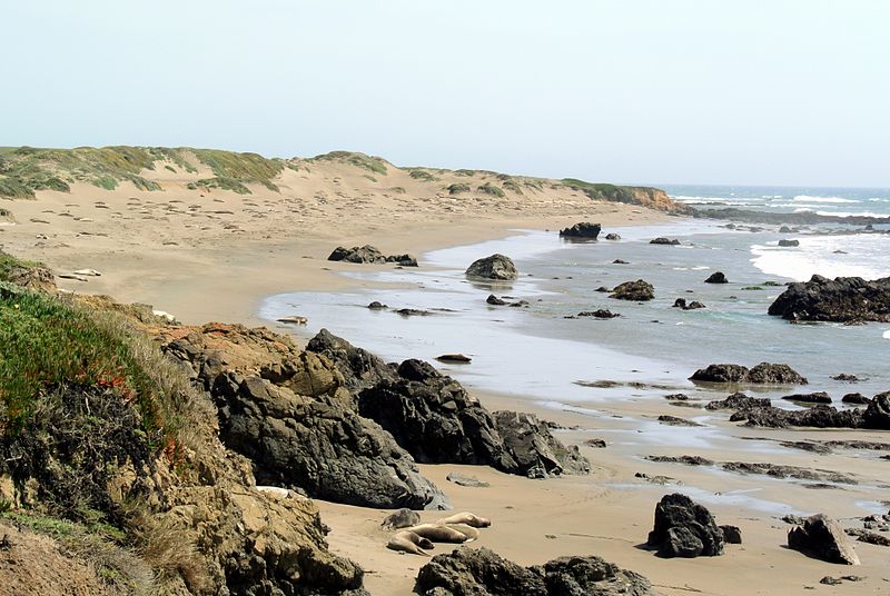 File:Piedras Blancas Seals.jpg