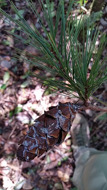 Pinus dalatensis