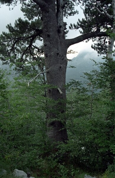 File:Pinus heldreichii Orjen.jpg